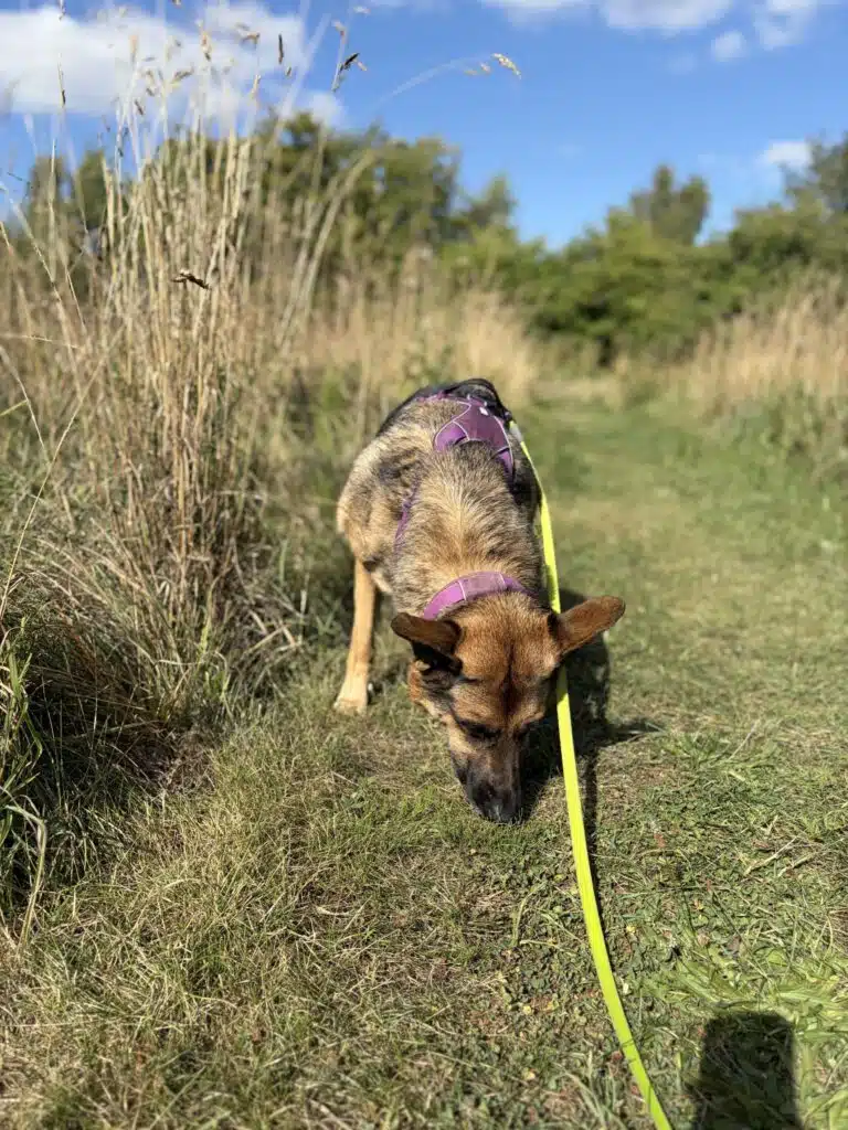 Schæferhund snuser til græsset
