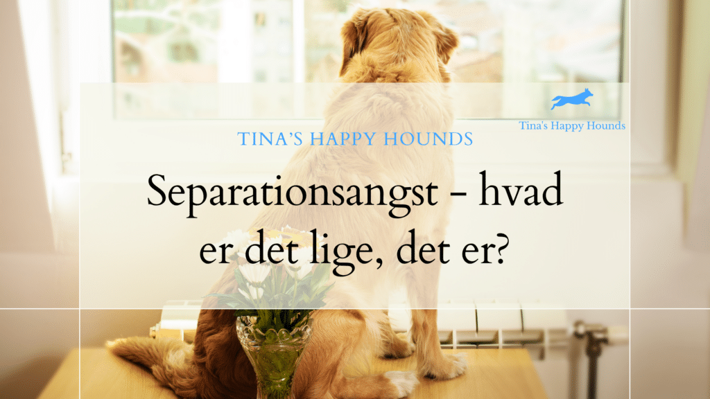 En gyldenfarvet hund sidder på et bord og kigger ud af vinduet. Teksten på billedet siger "separationsangst - hvad er det lige, det er?"