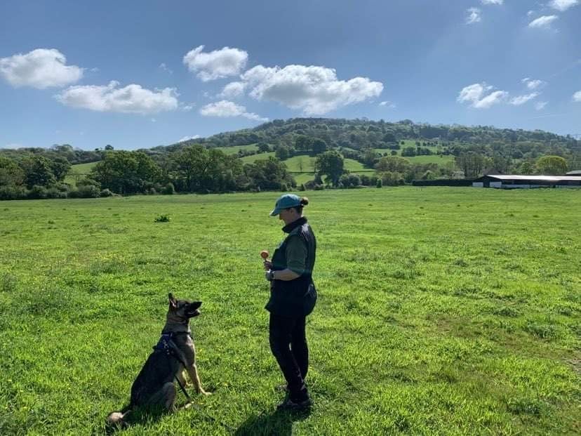 Tina træner schæferhunden Sadie på en mark i Cotswolds