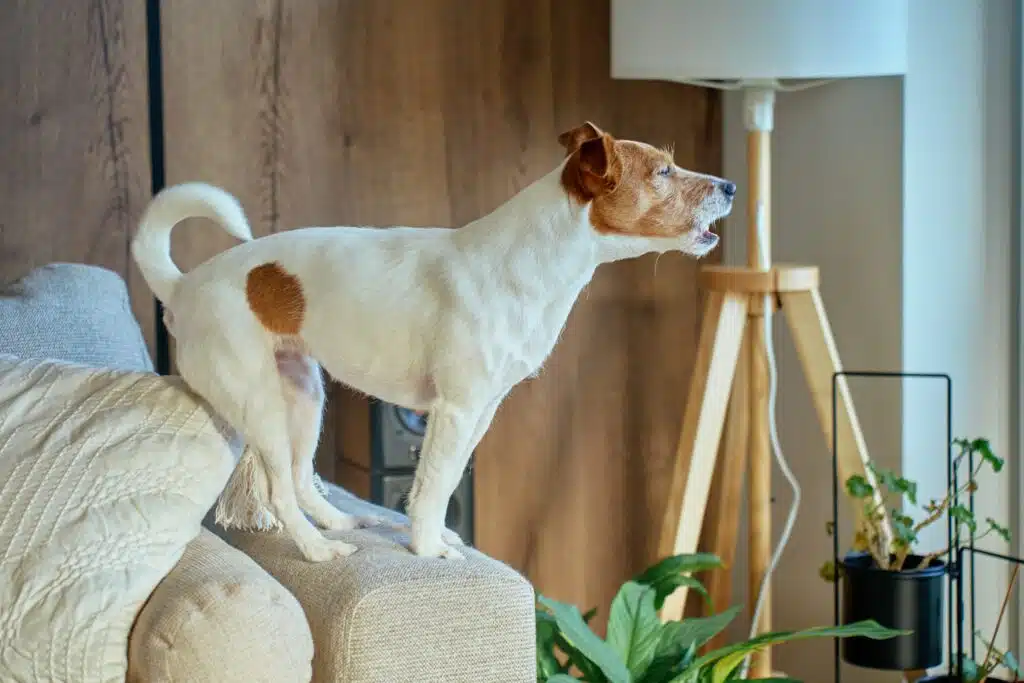Hund står uroligt og kigger efter sin ejer – tegn på separationsangst separation anxiety